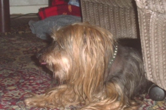 Bennie-liegt-zwischen-den-Sesseln-1