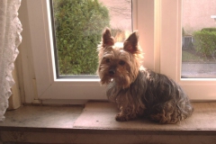 Boy-am-Fenster-2