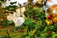 IMG_20201023_172856