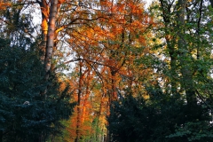 IMG_20201106_184922