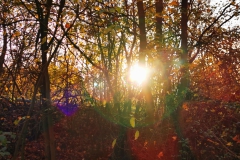 IMG_20201107_192733