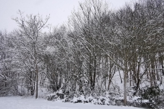 IMG_20210207_163425