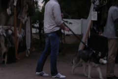 Ein-Wolfshund