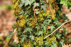 IMG_20200402_163035