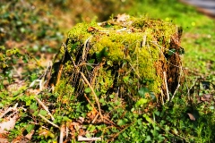 IMG_20200404_152422