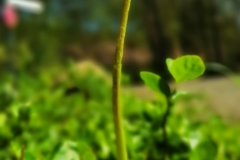 IMG_20200410_143338