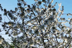 IMG_20200411_181120