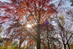 IMG_20200417_171326