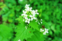 IMG_20200422_164259