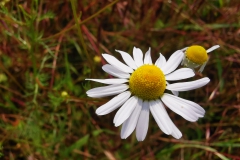 IMG_20200609_173711