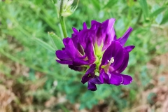 IMG_20200609_174038