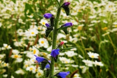 IMG_20200611_194852