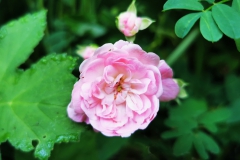 IMG_20200619_085528