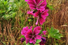 IMG_20200619_160358