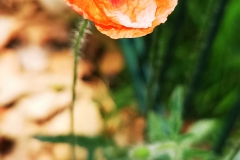 IMG_20200620_122639