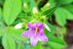IMG_20200624_170611