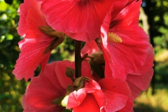 IMG_20200628_190522
