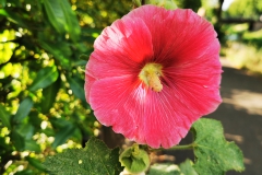 IMG_20200628_190531
