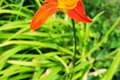 IMG_20200704_170653