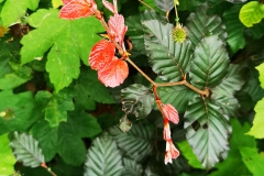 IMG_20200704_171053
