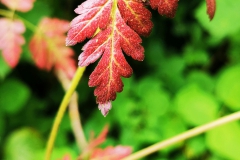 IMG_20200704_172219