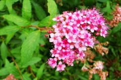 IMG_20200708_164511