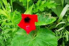 IMG_20200709_200200