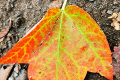 IMG_20200928_172802