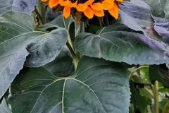 IMG_20201103_184400