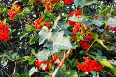 IMG_20201107_151101