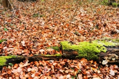 IMG_20210123_155002