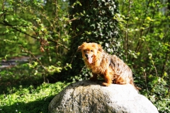 IMG_20200410_164532