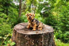 IMG_20200516_185204_1