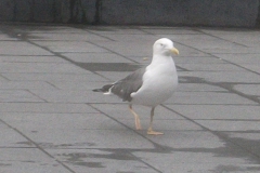 DSCF5433