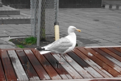 DSCF5438