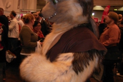 Ein-Waschbaer-2