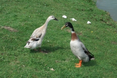 DSCF5783