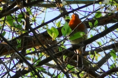 IMG_20200411_190625
