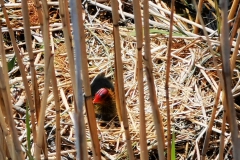 IMG_20200503_144654