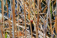 IMG_20200503_144754