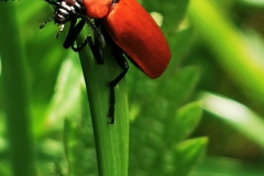 IMG_20200520_163946