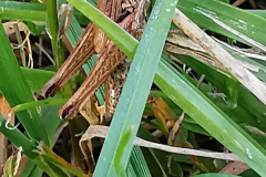 IMG_20200722_194354