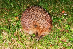 IMG_20200729_234210