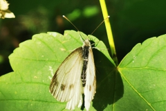 IMG_20200806_170616