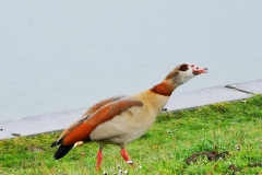 IMG_20210411_174718