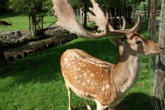 DSCF2341