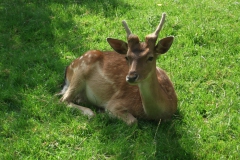 DSCF2348