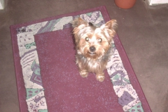 Yorkie-5