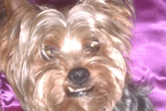 Yorkie-9