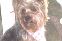 Yorkie-am-Fenster-5